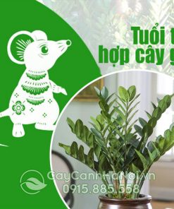 Cây cho người tuổi Tý