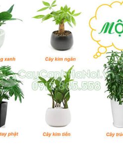 Cây cho người mệnh mộcCây cho người mệnh mộc