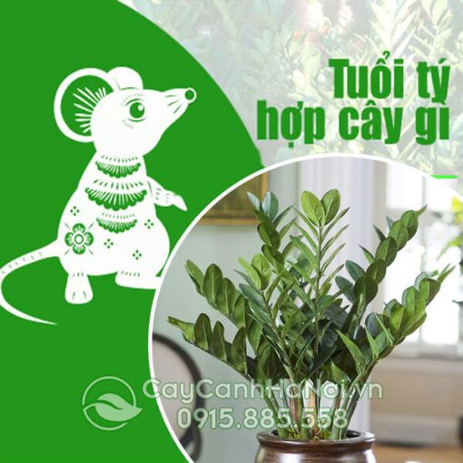 Cây cho người tuổi Tý