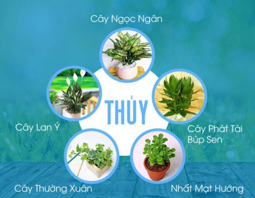 Cây cho người mệnh Thủy