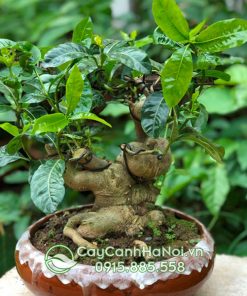 Cây dành dành bonsai trồng chậu làm cảnh