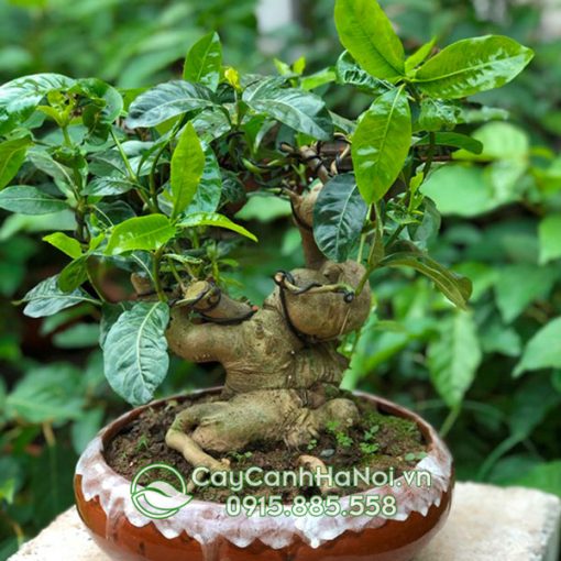 Cây dành dành bonsai trồng chậu làm cảnh