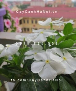 Cây dừa cạn hoa trắng