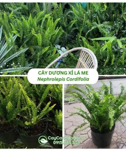 Cây dương xỉ lá me