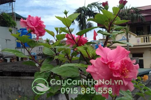 Cây hoa dâm bụt dùng để chữa bệnh