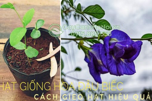 cách trồng cây hoa đậu biếc từ hạt