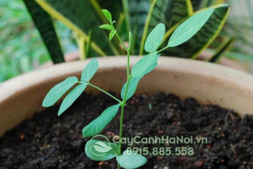 Cây hoa đậu biếc giống (cây hoa đậu biếc con)