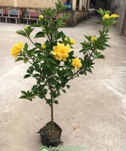 Cây hoa bông bụt vàng dáng tree