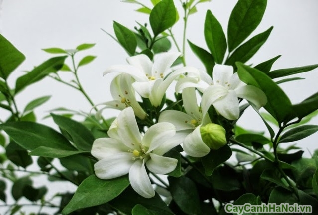 Cân nhắc đặc điểm của từng loại cây hoa nguyệt quế để chọn giống phù hợp