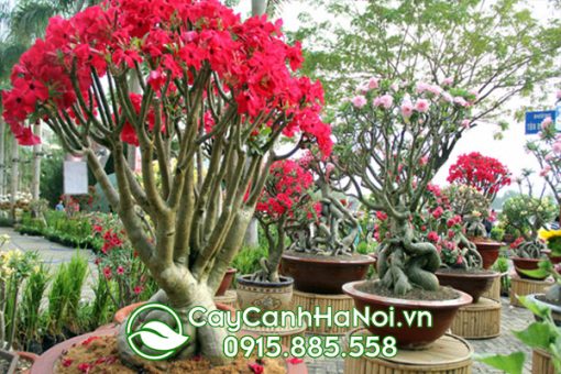 Cây sứ Thái màu đỏ có nhiều hoa đẹp