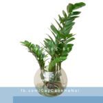 Cây kim phát tài trồng nước, thủy canh