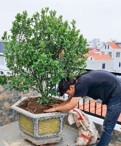 Cây lan tiêu trồng chậu đặt ban công