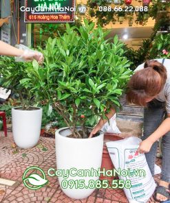 Cây thần tài mang ý nghĩa phong thủy tốt đẹp