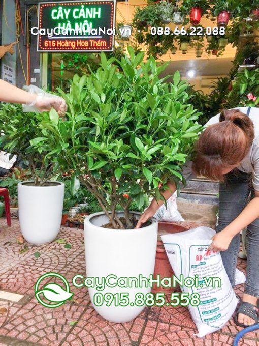 Cây thần tài mang ý nghĩa phong thủy tốt đẹp