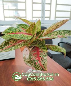 Cây thịnh vượng trồng chậu ly thủy tinh