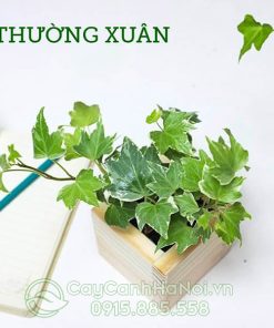 Cây thường xuân để bàn