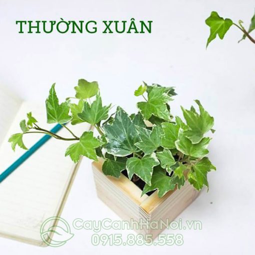 Cây thường xuân để bàn