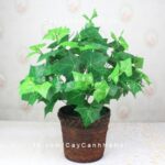 cay-thuong-xuan-nguyet-que-de-ban