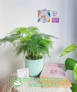 Cây thủy tùng ở Việt Nam