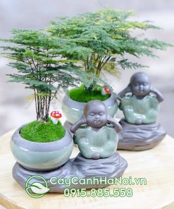 Bonsai cây thủy tùng