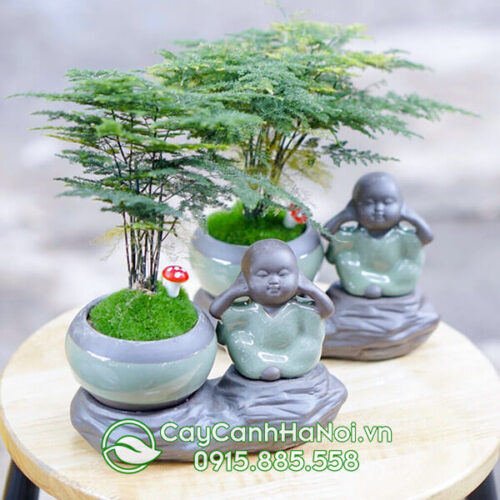 Bonsai cây thủy tùng