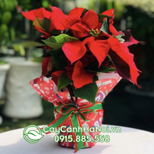 Cây trạng nguyên trang trí noel