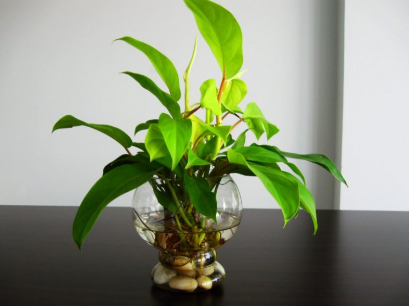 Cây trầu bà hấp thụ năng lượng tiêu cực, bảo vệ gia chủ khỏi vận xui