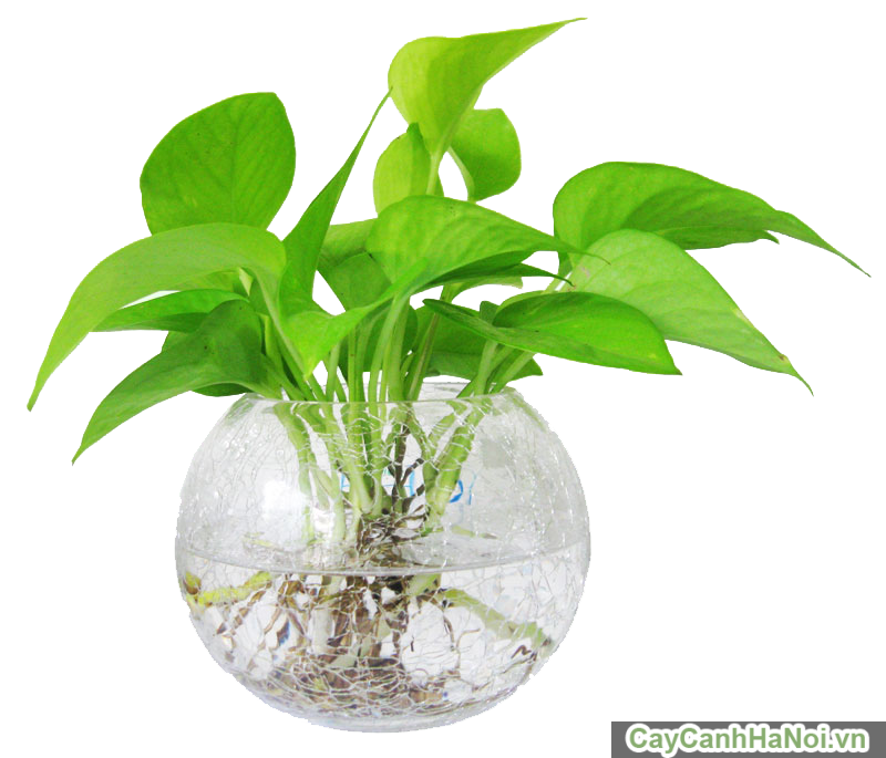 Cây trầu bà rất thích hợp để trồng thủy sinh