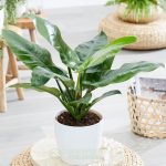 Cây Đại Đế Xanh – Philodendron Imperial Green