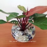 Cây đại đế đỏ