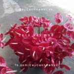 Cây hoa đại hồng môn trồng nước, thủy canh