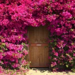 Hoa giấy thuộc dạng cây thân gỗ có thể bò leo, phát triển nhanh với cành dài dễ uốn, nhiều gai
