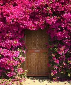 Hoa giấy thuộc dạng cây thân gỗ có thể bò leo, phát triển nhanh với cành dài dễ uốn, nhiều gai