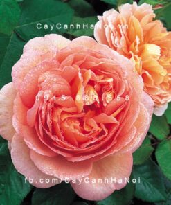 Hình ảnh hoa hồng Abraham Darby Tree Rose