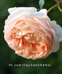 Hình ảnh hoa hồng Abraham Darby Tree Rose