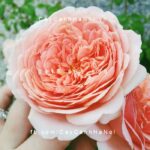 Hoa hồng Abraham Darby Tree Rose