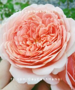 Hình ảnh hoa hồng Abraham Darby Tree RoseHình ảnh hoa hồng Abraham Darby Tree Rose