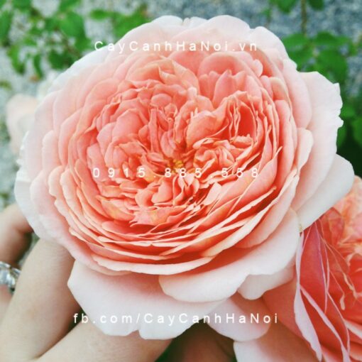 Hình ảnh hoa hồng Abraham Darby Tree RoseHình ảnh hoa hồng Abraham Darby Tree Rose