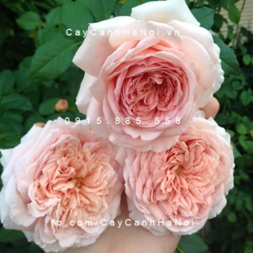 Hình ảnh hoa hồng Abraham Darby Tree Rose