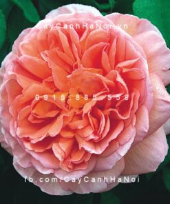 Hình ảnh hoa hồng leo Abraham darby