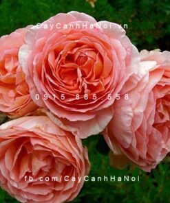 Hình ảnh hoa hồng leo Abraham darby