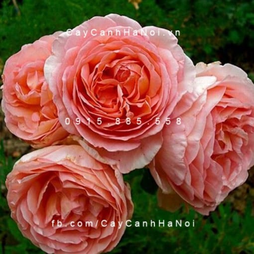 Hình ảnh hoa hồng leo Abraham darby