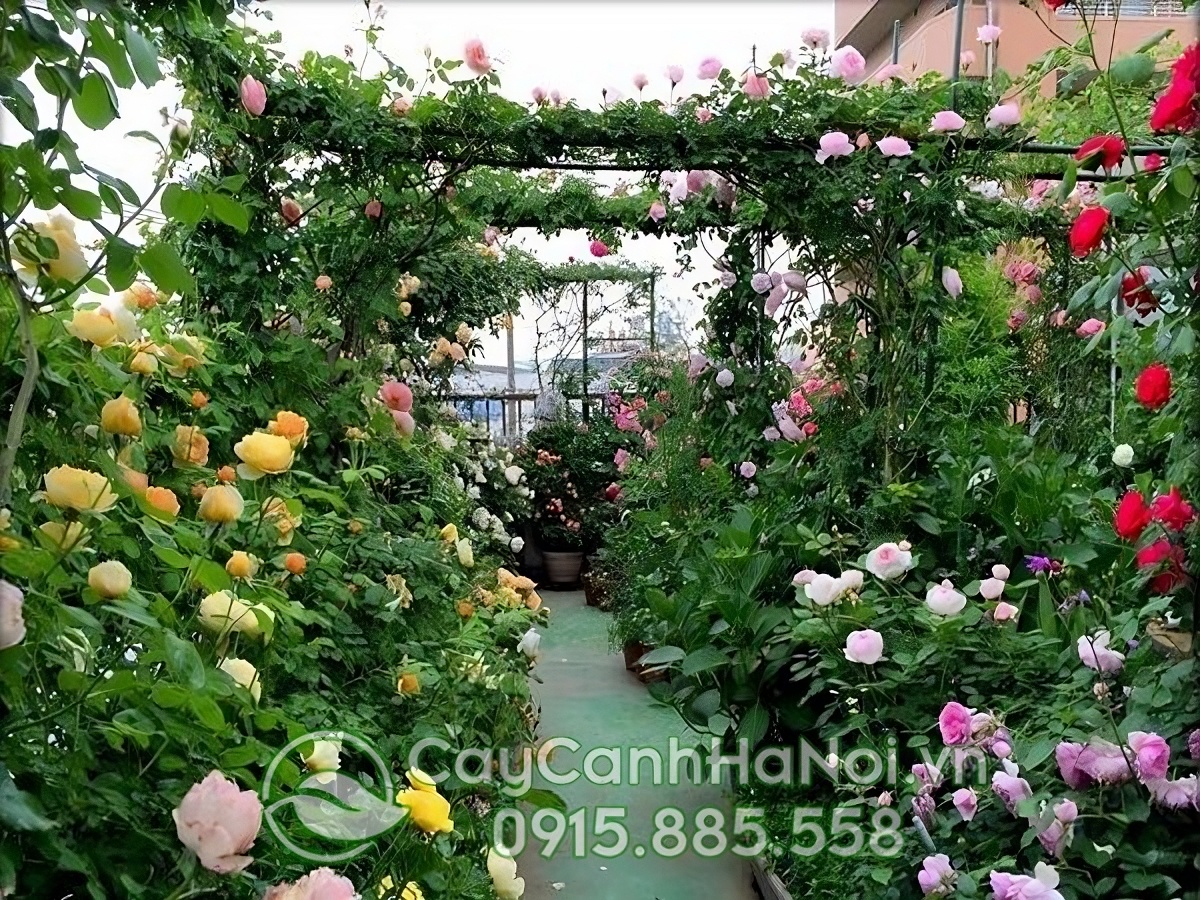Cần chuẩn bị đất trồng tơi xốp, nhiều mùn giàu dinh dưỡng và có khả năng thoát nước tốt