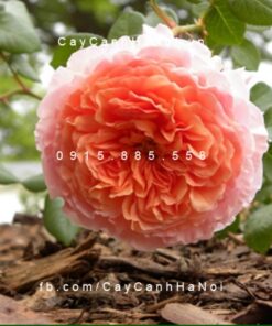 Hình ảnh hoa hồng leo Abraham darby