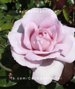 Hình ảnh hoa hồng leo La Rose De Peitt