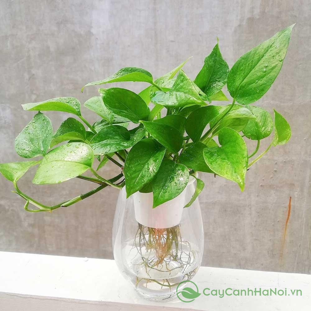 Cây trầu bà rất hợp với người mệnh Mộc