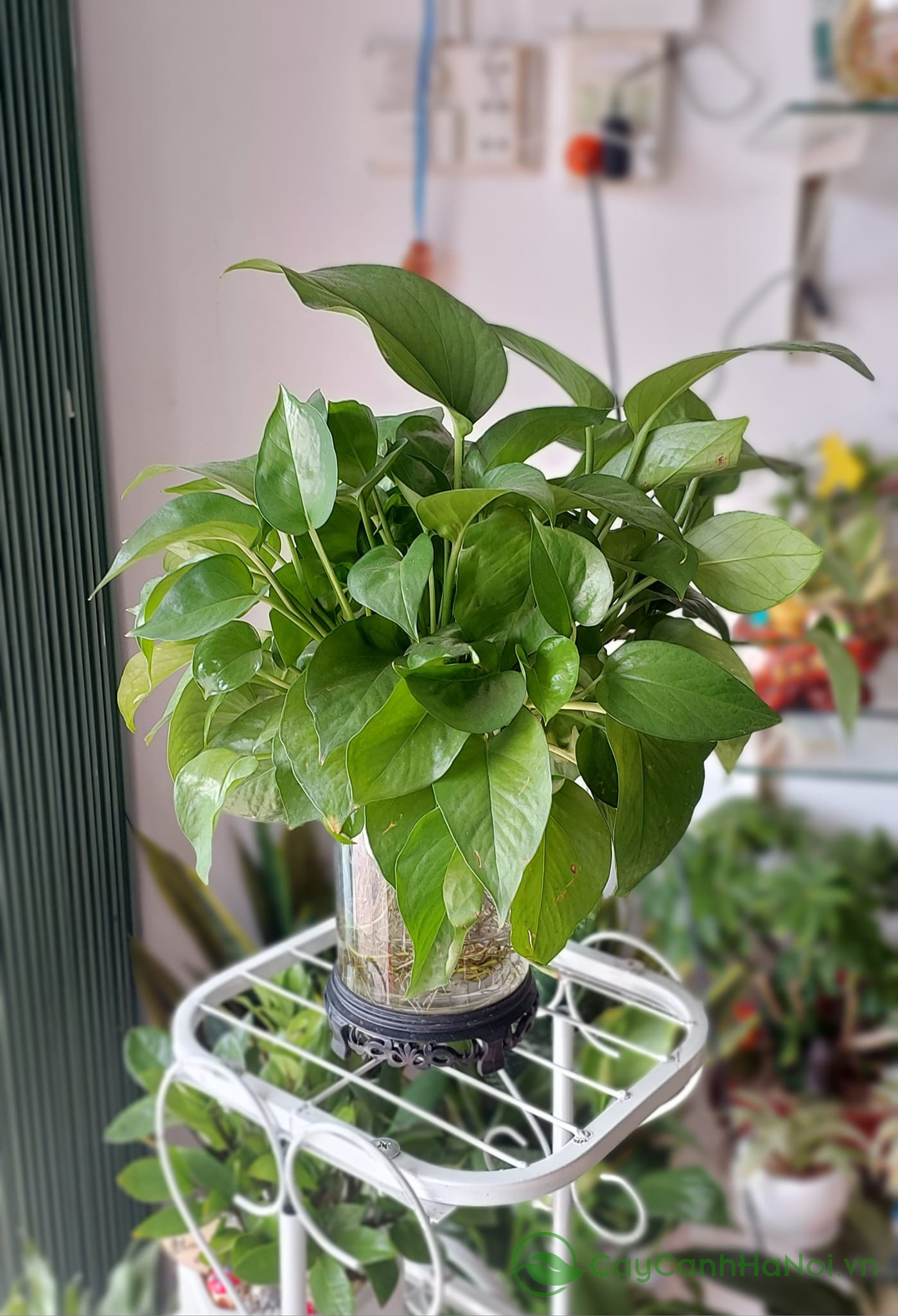 Cây trầu bà rất thích hợp để trồng thủy sinh