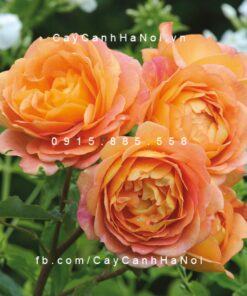 Hình ảnh hoa hồng Lady of Shalott Tree Rose