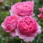 Hoa hồng Princess Alexandra of Kent Tree Rose