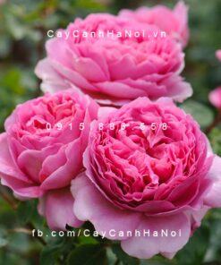 Hoa hồng Princess Alexandra of Kent Tree Rose